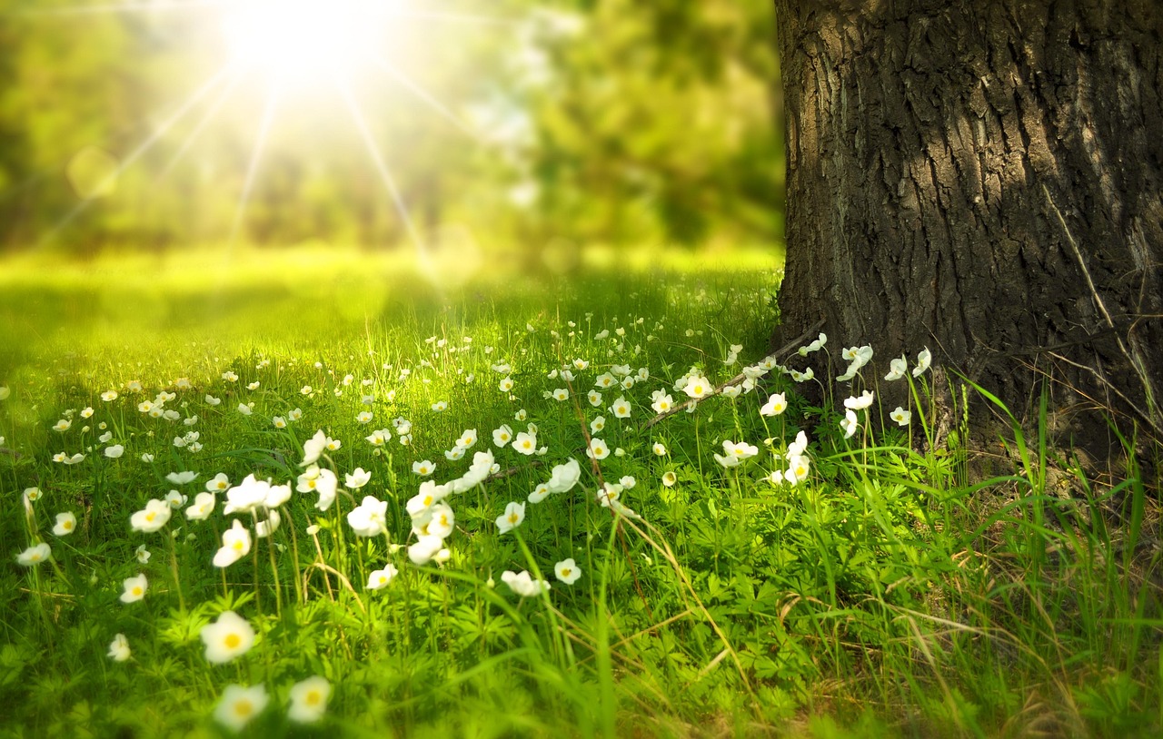 Blüten